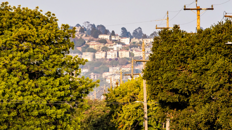 View of Berkeley hills through the trees