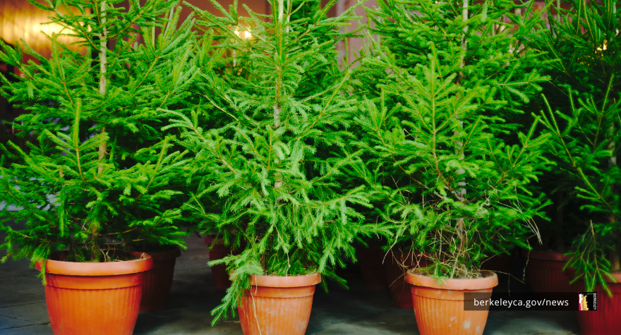 Living christmas trees in pots