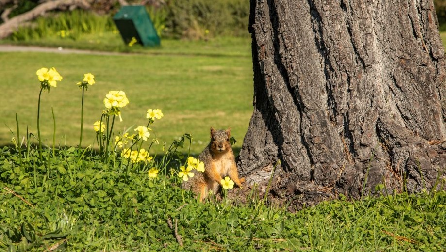 Squirrel standing in a field of grass and flowers