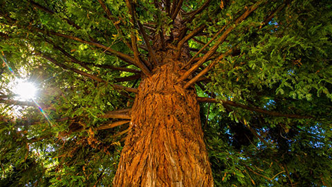 Tall redwood tree
