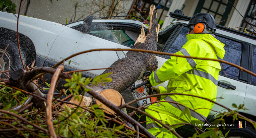 City staff cuts fallen tree