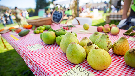 Harvest Festival - pears on table