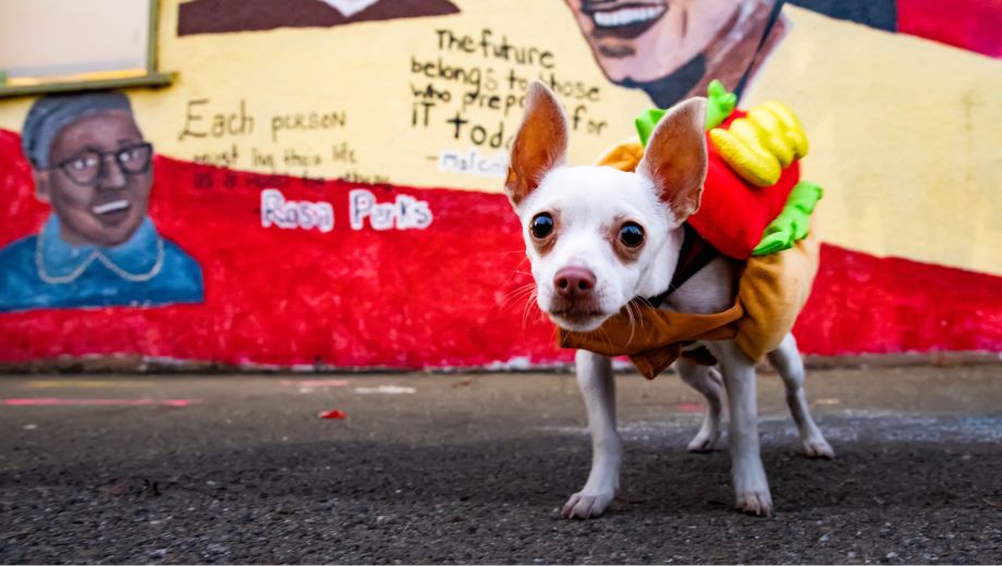 Dog in a hotdog costume