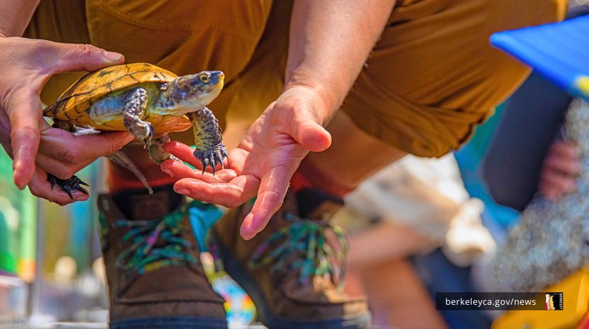 Person holds turtle in demonstration
