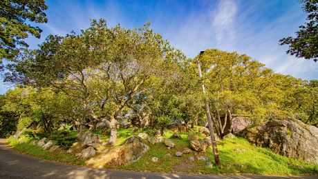 Sunlit grove of large, twisting trees with rock boulders and green grass in a park setting, with a street in the foreground.