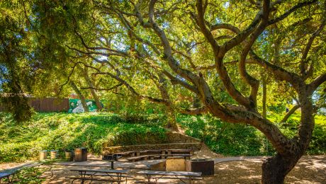 Shaded outdoor amphitheater with wooden benches and picnic tables beneath large, twisting trees at a park.