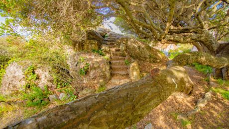 Stone steps leading up through trees and rocks at Contra Costa Rock Park, with sunlight filtering through branches.