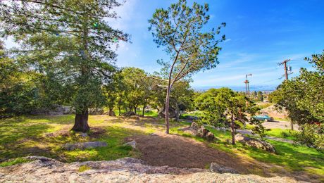 Shady grove of trees on the hillside at Indian Rock Park, with open space and distant city views.