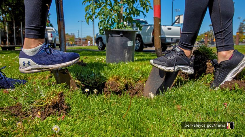Two people dig hole for a tree at San Pablo Park.