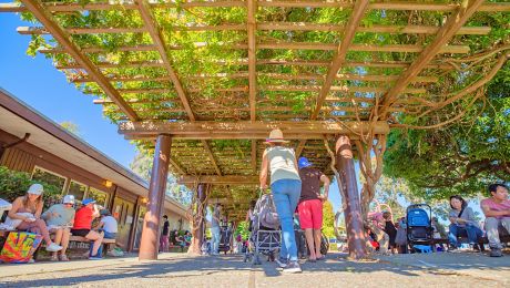 Families gather under a wooden pergola covered in green vines at Cedar Rose Park, with people sitting, standing, and pushing strollers along a shaded walkway.