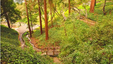 Wooded hillside at John Hinkel Park with winding paths, wooden stairs, and railings, surrounded by dense greenery and tall trees.