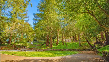 Terrace View Park features a grassy lawn surrounded by tall trees, with a paved path, benches, and a basketball hoop on a sunny day.