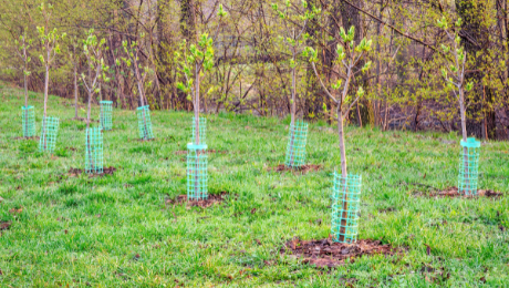 Newly planted trees
