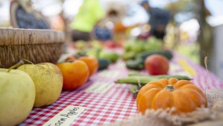 Apples, pumpkins, and other fall vegetables on a table with a red checkered tablecloth.