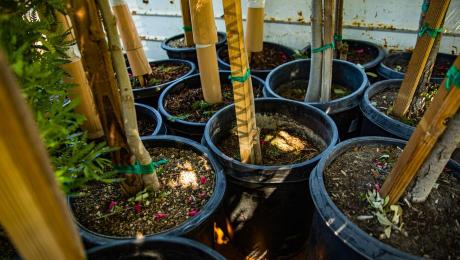 Trees sit in buckets