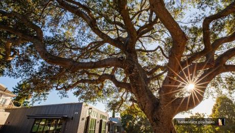 A tree with the sun and the newly opened Willard Park Clubhouse in the background