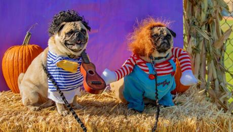 Two dogs in halloween costumes