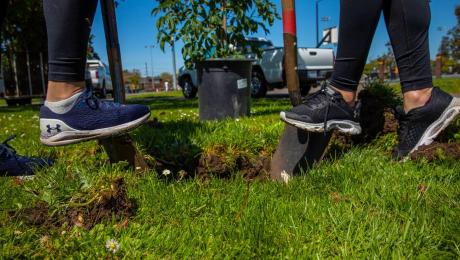 Two people press shovels into the grass to dig a hole for planting a young tree, with a potted sapling and parked cars visible in the background.