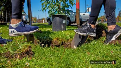 Two people dig hole for a tree at San Pablo Park.