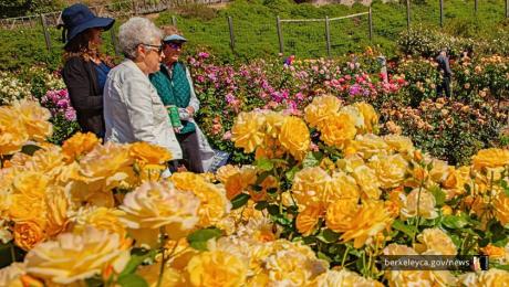 Three women walk through a rose garden, surrounded by blooming yellow and pink roses, with greenery and fencing in the background.