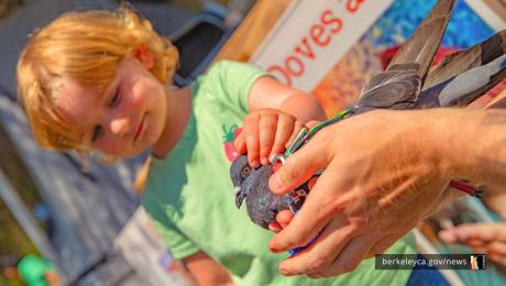 Little girl pets a gray pigeon, being held by an adult. 