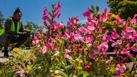 Close up of native flowers
