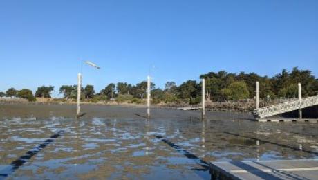 South Cove Basin area with low tide at the Berkeley Marina