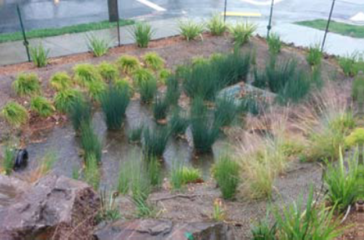 Presentation Park Rain Garden