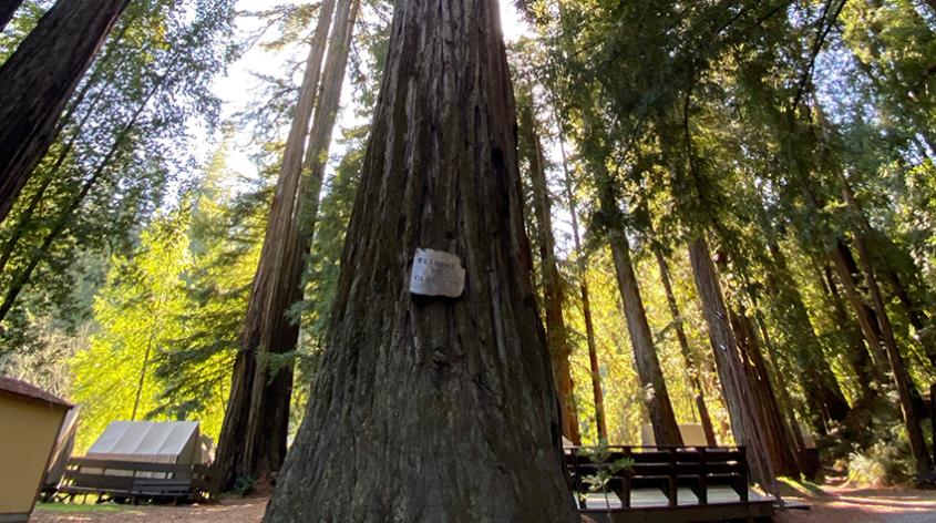 Tree at Cazadero Camp