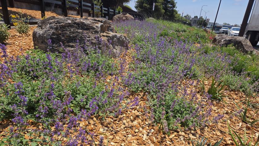 Adeline new landscaping with flowers and decorative boulders