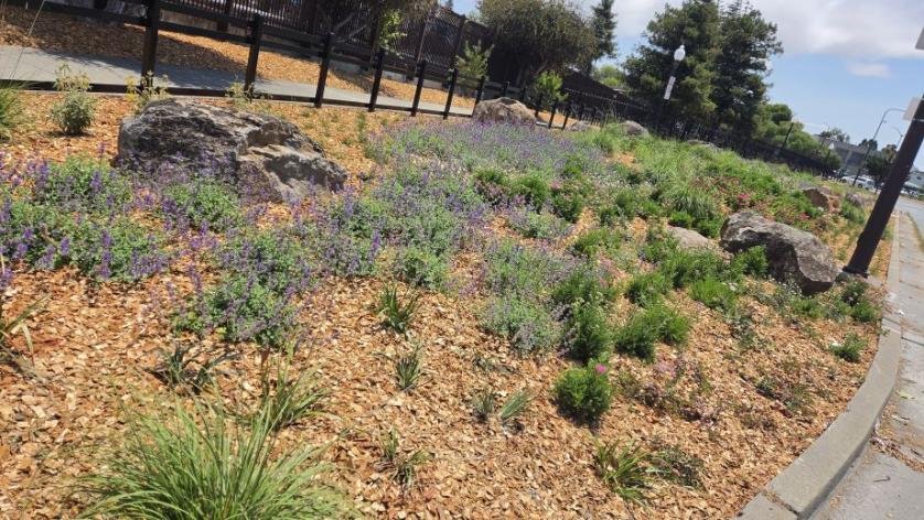 Adeline Landscape native plants and boulders