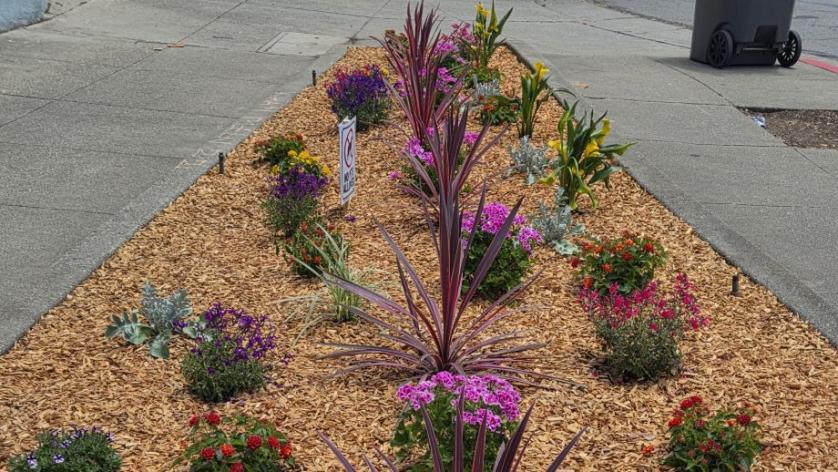 Adeline Pollinator Garden plants
